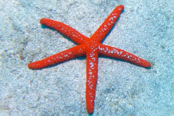 Snorkeling with a Professional Instructor in Tenerife