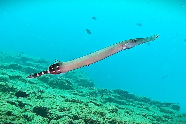 Snorkeling with a Professional Instructor in Tenerife