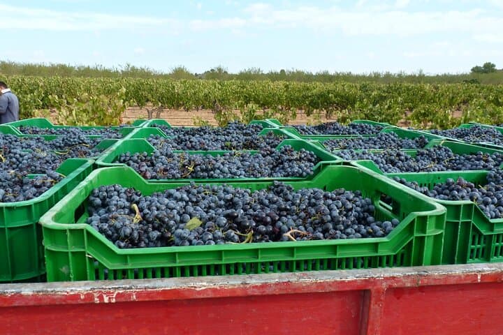 Pago Vineyards & Premium Wines 1/2 Day Requena -Private