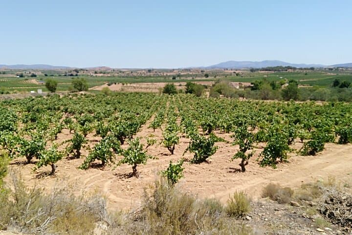 Pago Vineyards & Premium Wines 1/2 Day Requena -Private