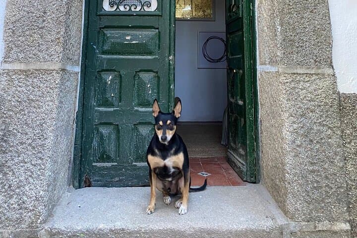 Our lovely doggy Diego