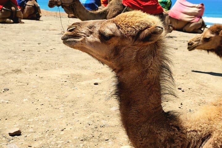 Tangier and Chefchaouen Private Tour From Malaga or Tarifa Port