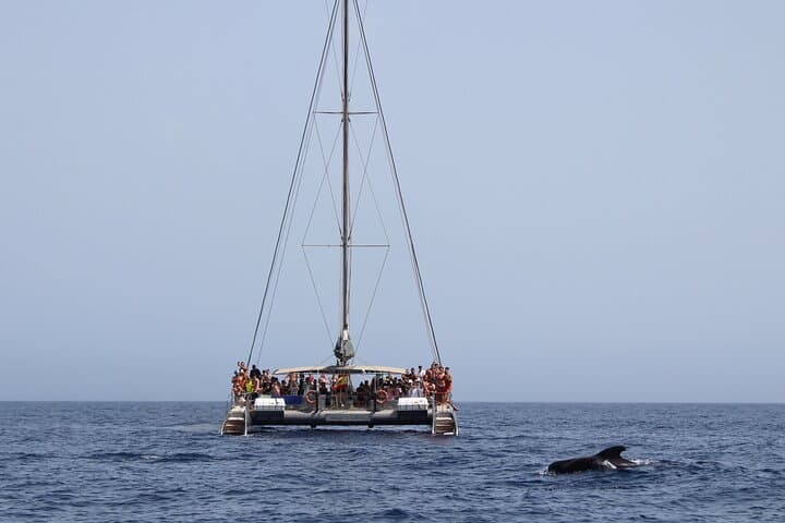 Magic select - catamaran tour - fuerteventura boat trips