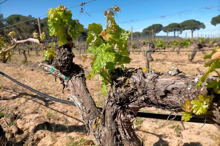 Ribera del Duero Wine Tour from Madrid with 3 Wineries & Lunch