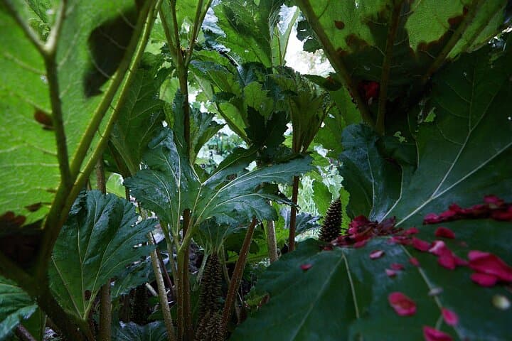 Magical and Exclusive Private Visit to the Fonte Baxa Garden, Luarca