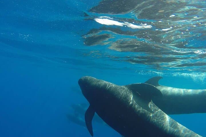 2 hour trip to see whales dolphins puerto colon adeje