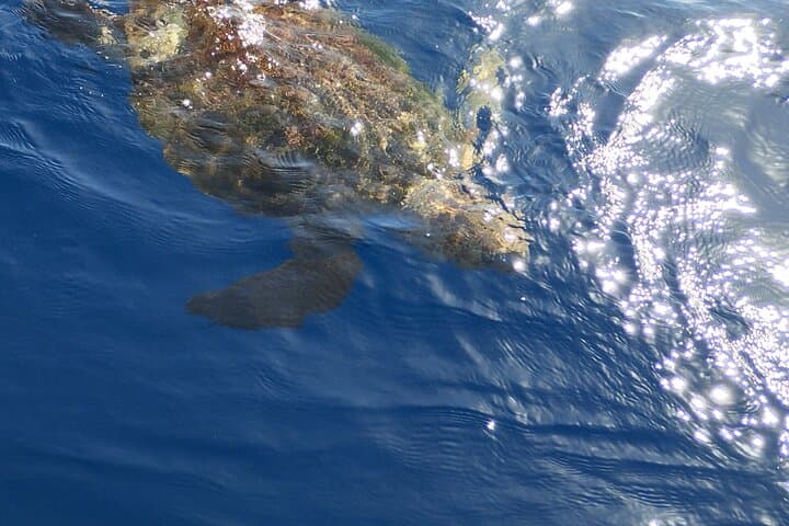 2 hour trip to see whales dolphins puerto colon adeje