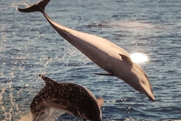 2 hour trip to see whales dolphins puerto colon adeje