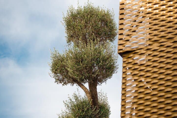 Mauchi, the tallest olive tree in the world
