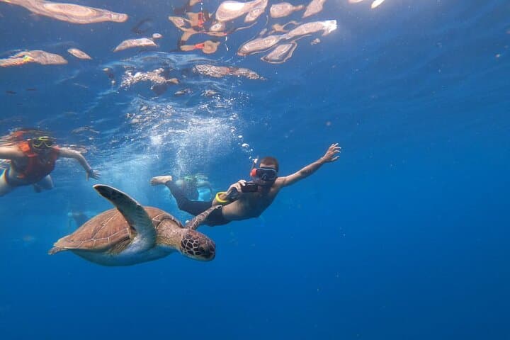Kayak & Snorkel Safari: Look for Dolphins & Turtles in Tenerife
