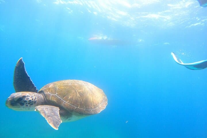 Kayak & Snorkel Safari: Look for Dolphins & Turtles in Tenerife