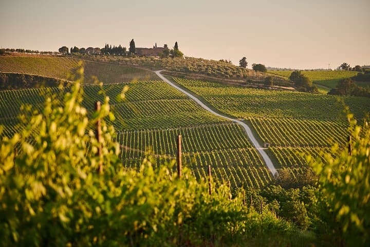 vineyards
