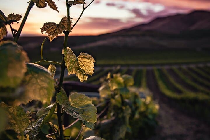 Scenic vineyards