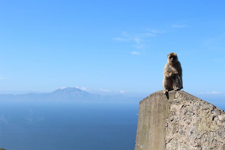 Monkey on the top or the Rock