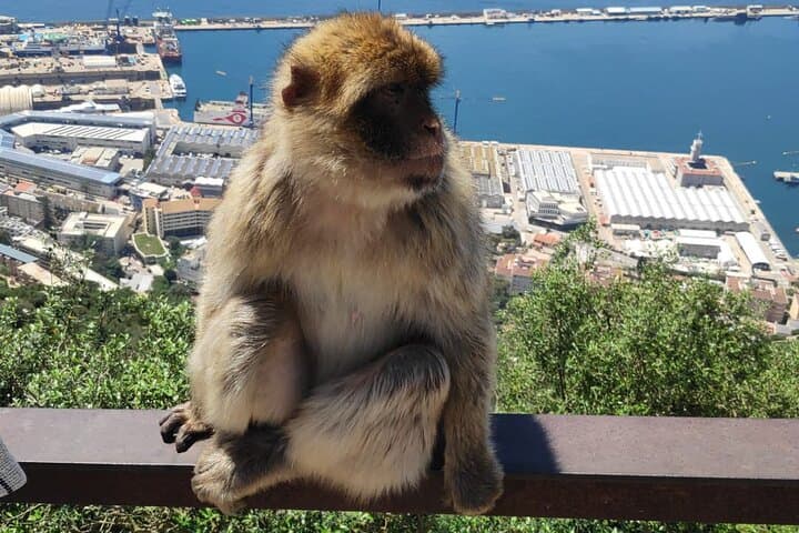 Monkey in Gibraltar