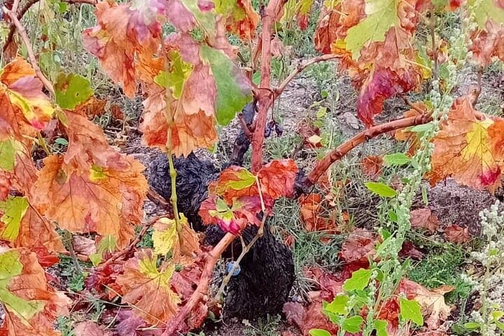 Madrid Wine Tour: Visit Two Wineries with Tastings