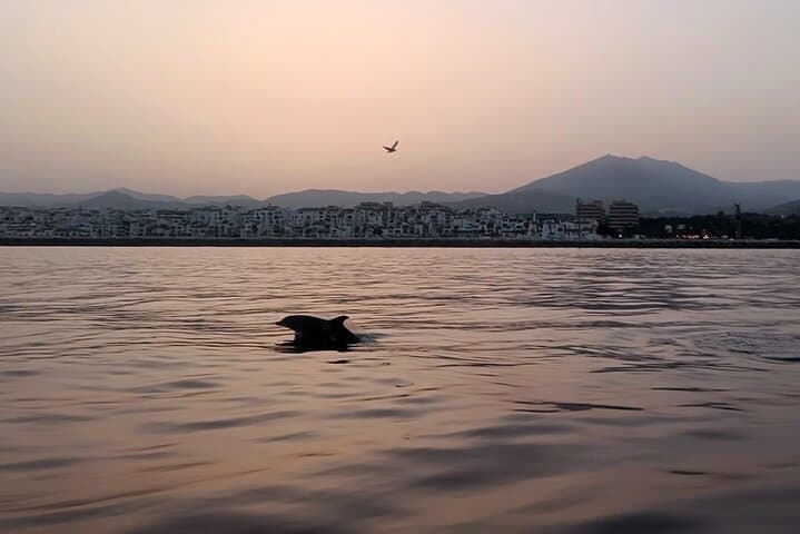 Sailing with dolphins at sunset