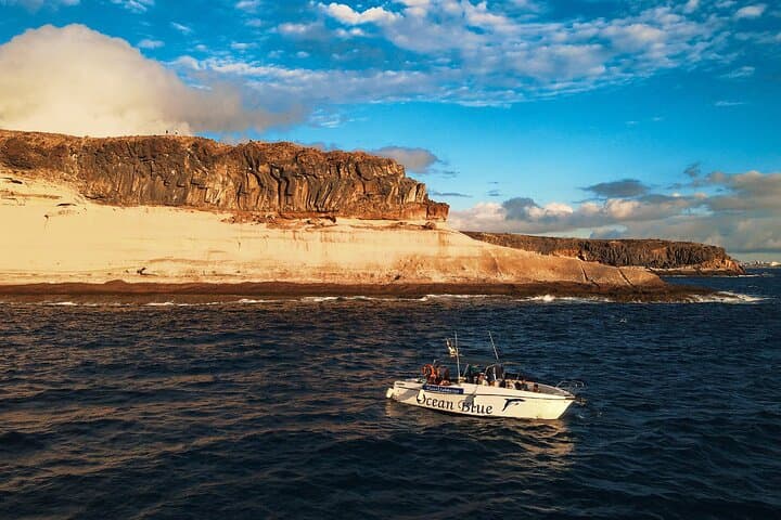 private charter 3 Hours Whale Encounter puerto colon adeje
