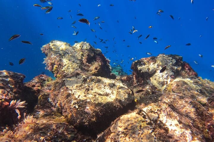 Snorkeling with a Professional Instructor in Tenerife