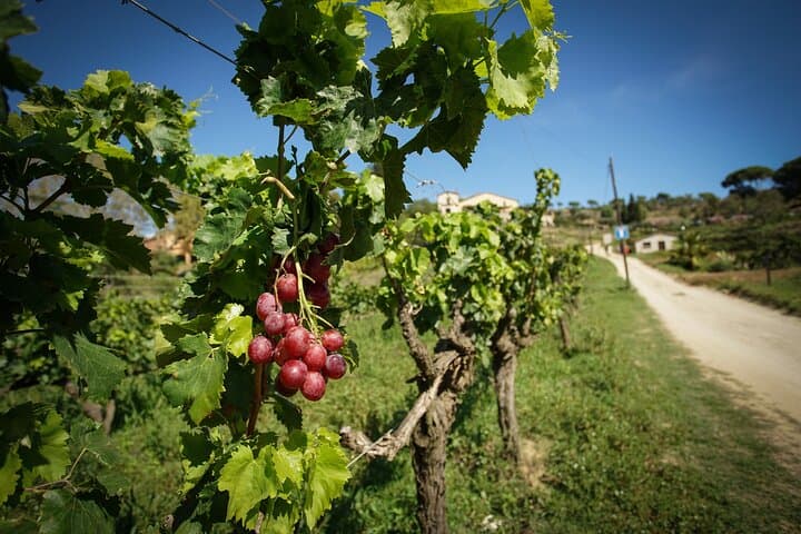 A Boutique Winery Experience E-Bike, Sail, or Car from Barcelona