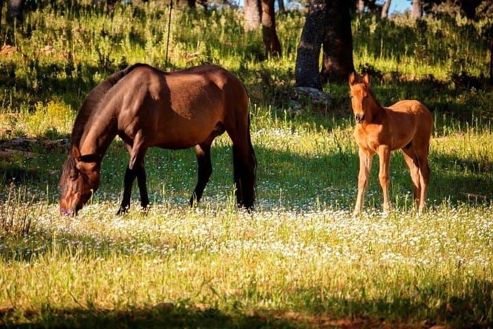Visita Entre Toros y Caballos