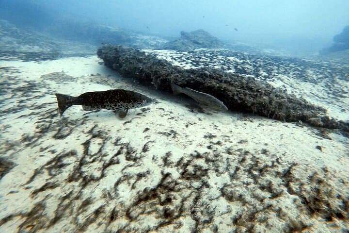 Discover Scuba Diving in Costa Calma