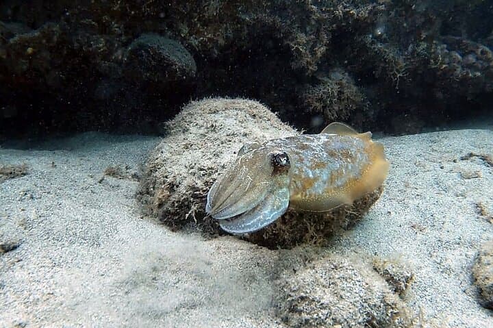 Discover Scuba Diving in Costa Calma