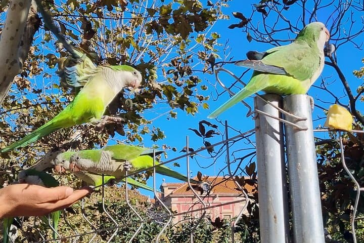 Parrots in the Citadel Park