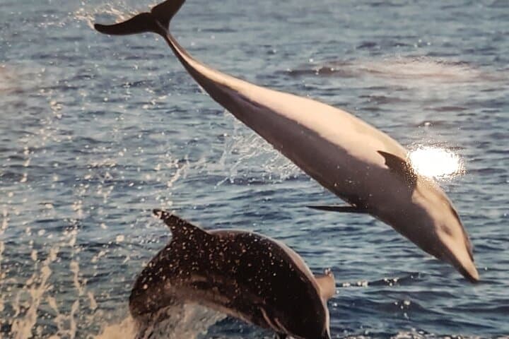 3-hour excursion to Puerto Colón Adeje to see whales