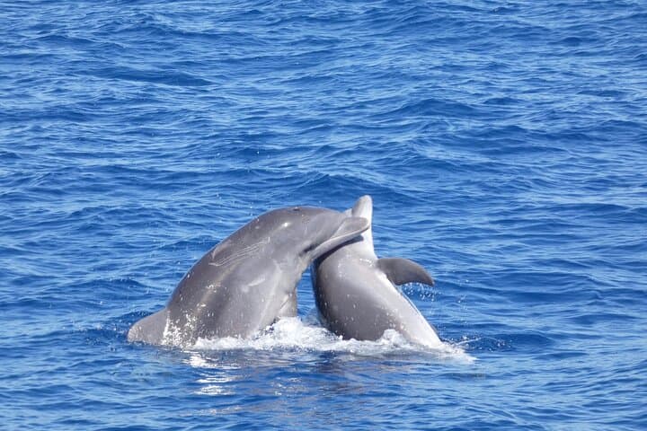 bottlenose dolphins