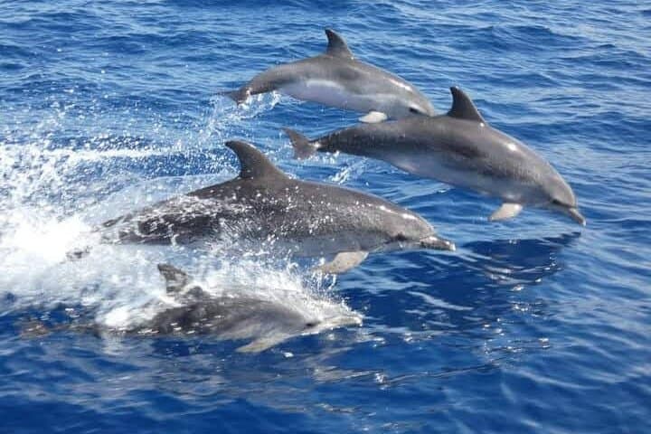 Spotted dolphins