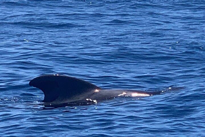 private charter 3 Hours Whale Encounter puerto colon adeje