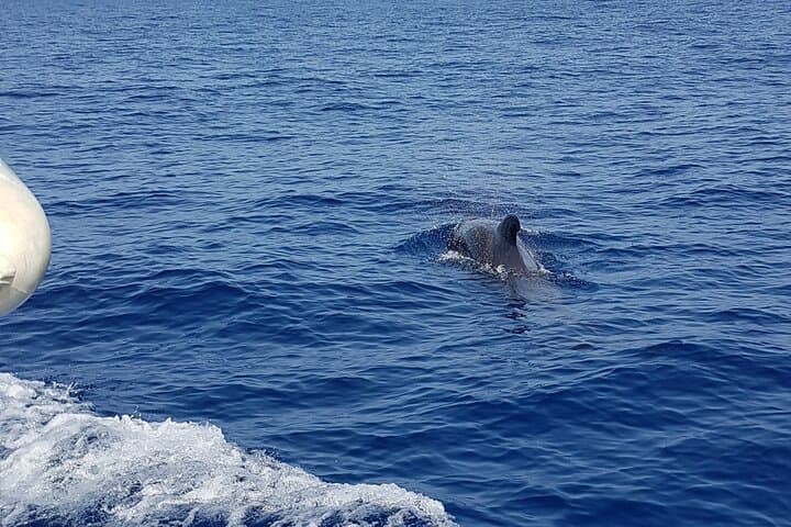 2 hour trip to see whales dolphins puerto colon adeje