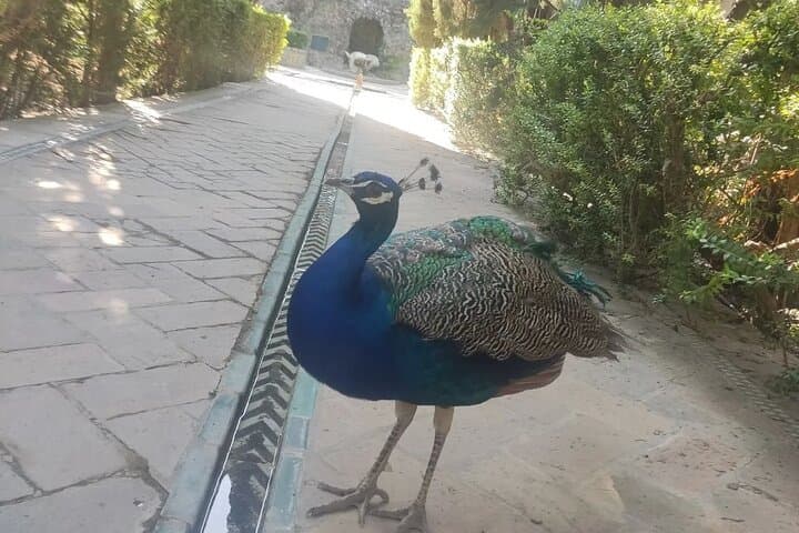 2-hour Private Tour in Alcázar of Seville
