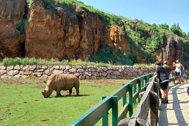 White rhino