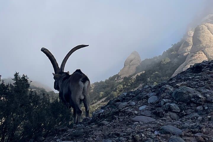 Return to Montserrat in 2 days