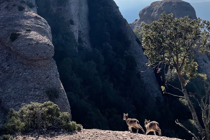Return to Montserrat in 2 days