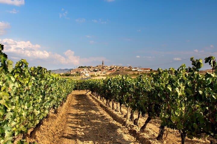 La Rioja Vineyards Private Tour from Bilbao(visit to 3 vineyards)