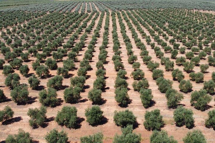 Private Tour to Cordoba from Granada Includes Tickets and Guide