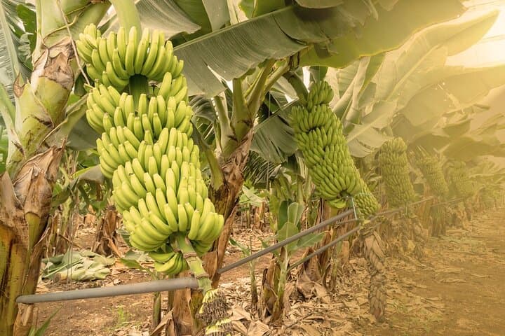 Banana Plantation