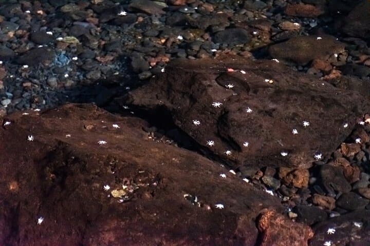 Clicos at Jameos del Agua