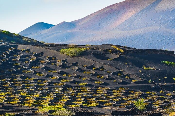 La Geria Wineyard