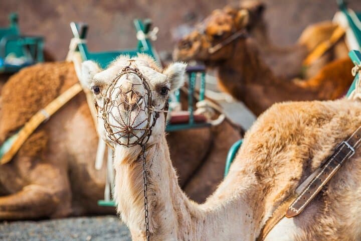 Camel