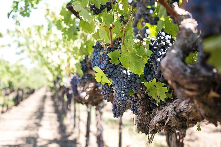 Requena Wine Region: Half-Day Private Tour from Valencia
