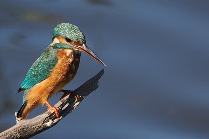 Birding Costa del Sol Day tour
