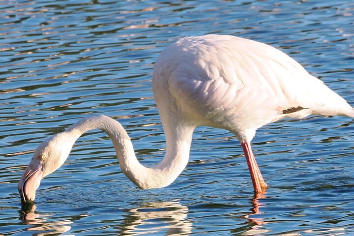 Birding Costa del Sol Day tour