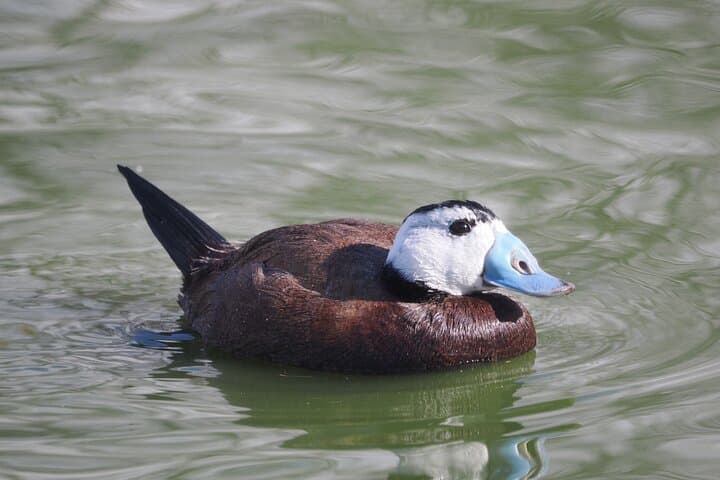 Birding Costa del Sol Day tour