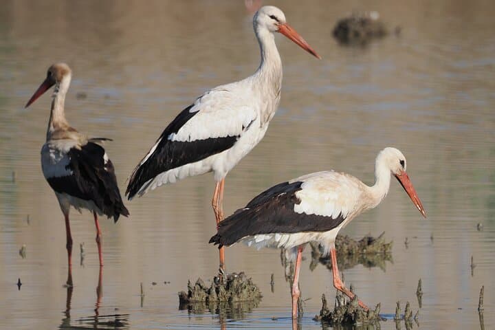 Birding Costa del Sol Day tour