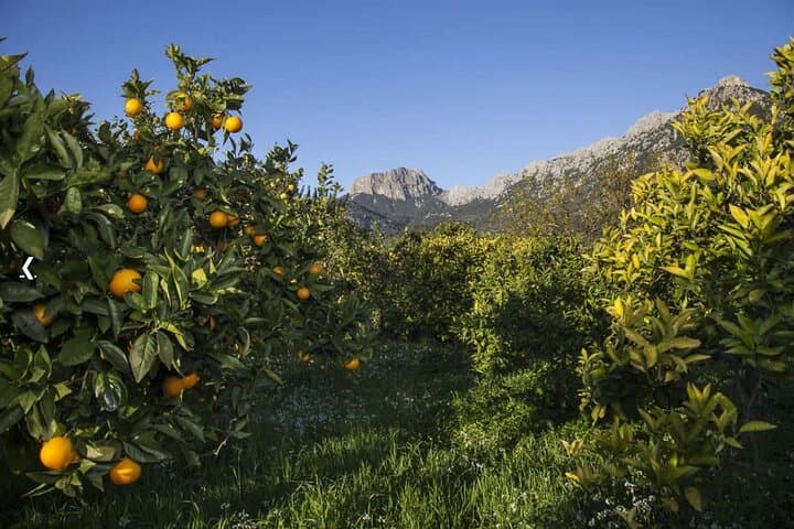 ORANGENTAL SOLLER