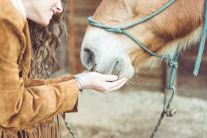 Guided tour of the stables of El Ranchito in Malaga